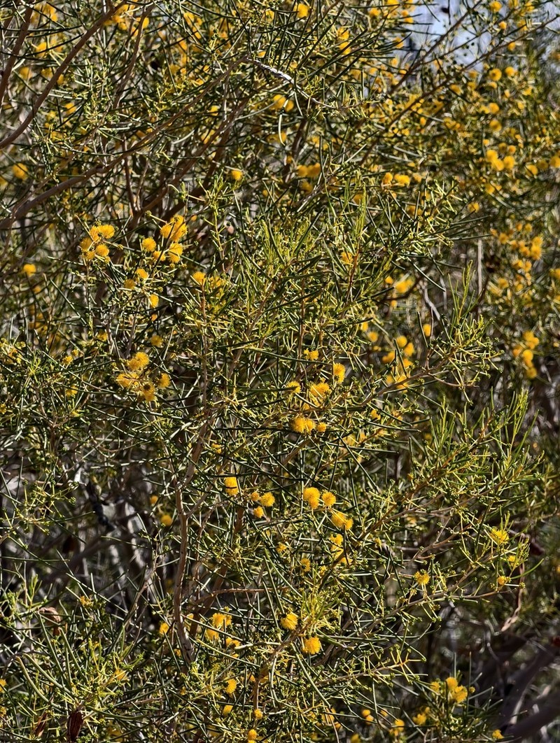Acacia pachyacra