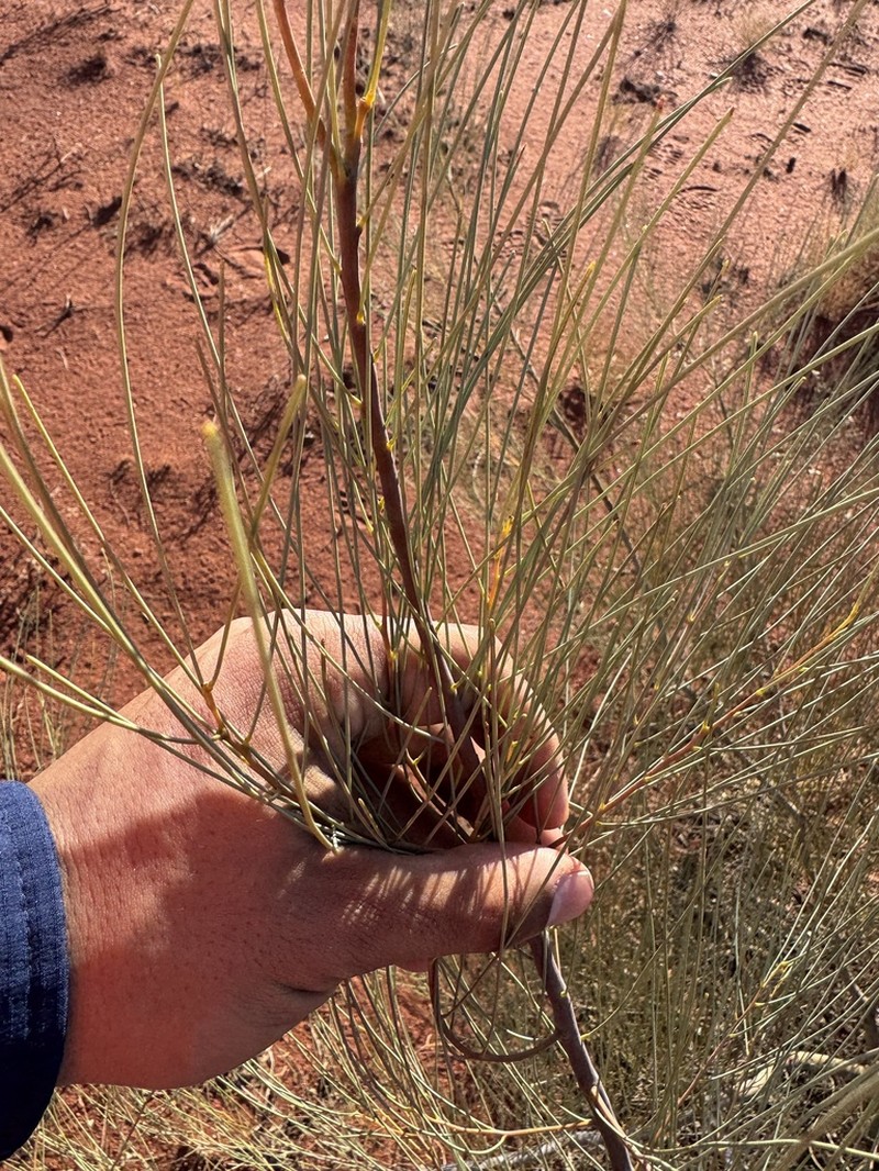 Acacia pachyacra photo 2