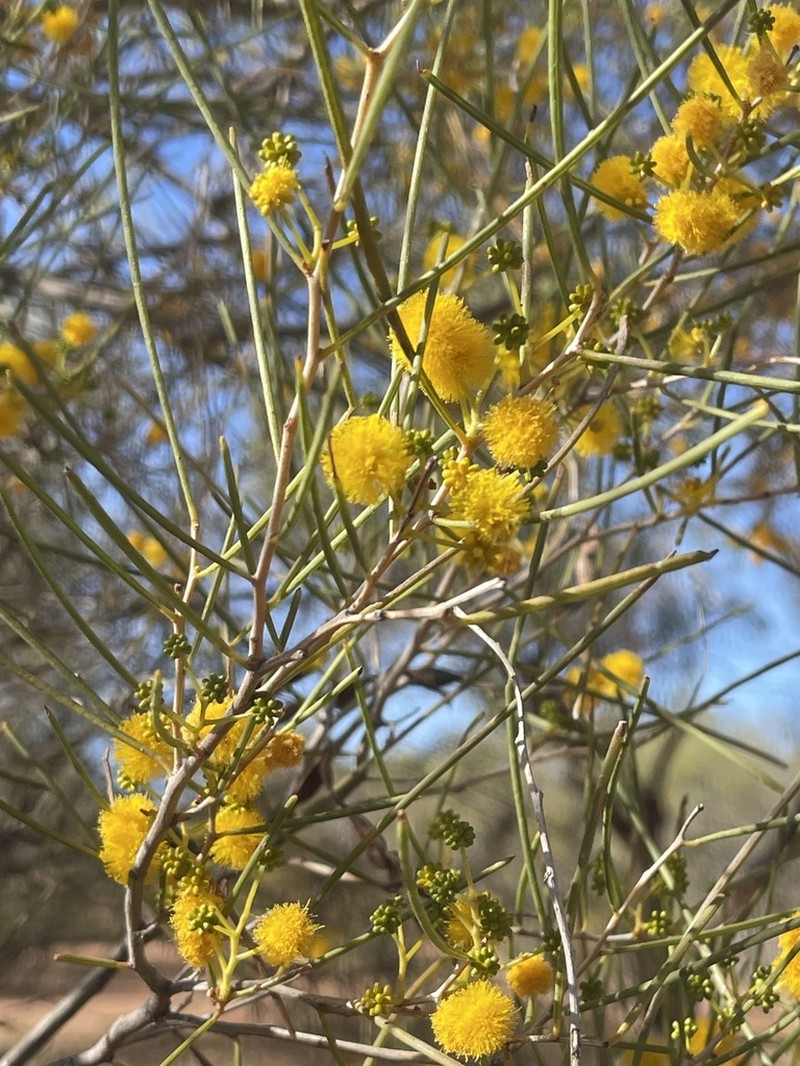 Acacia pachyacra photo 3