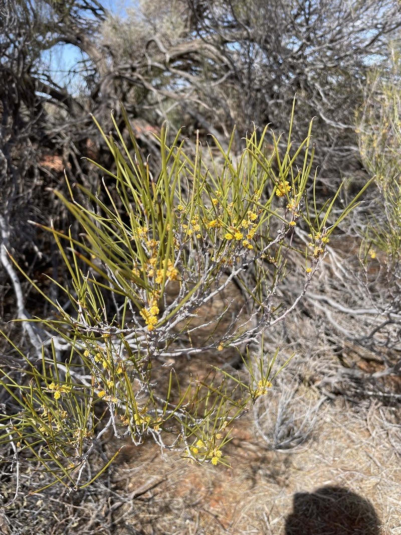 Acacia pachyacra photo 4