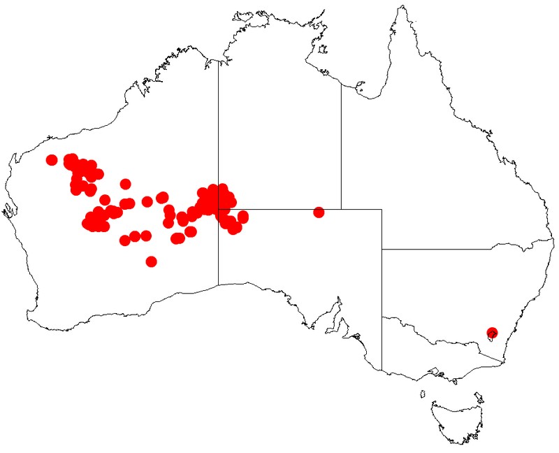 Acacia pachyacra