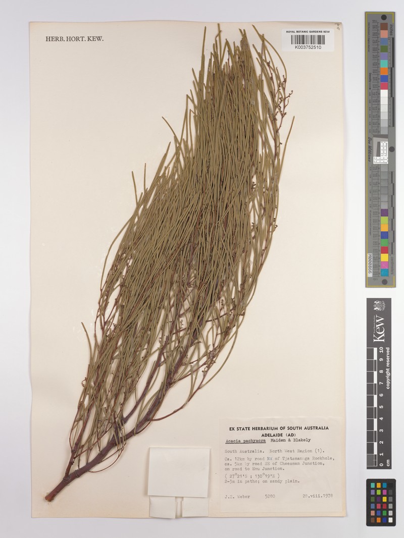 Acacia pachyacra photo 2