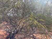 Acacia pachycarpa