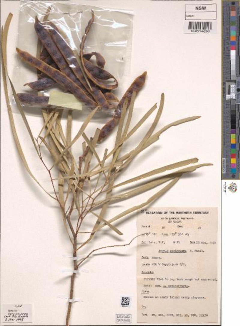 Acacia pachycarpa photo 4