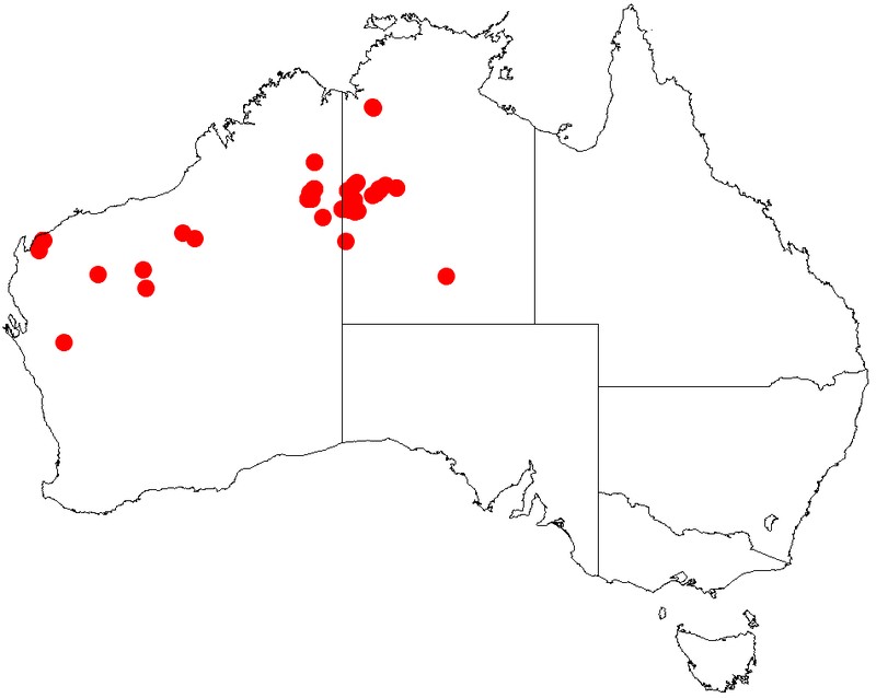 Acacia pachycarpa