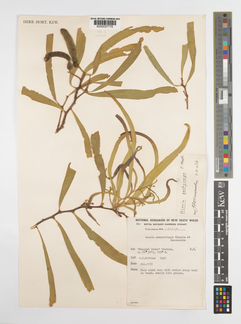 Acacia pachycarpa photo 2
