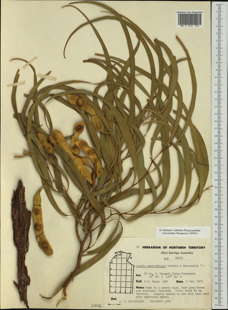 Acacia pachycarpa photo 3