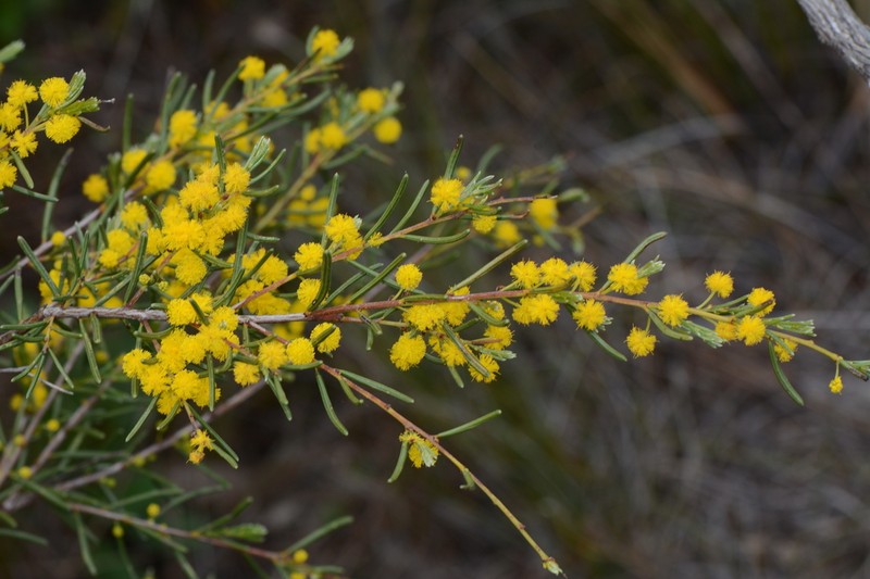 Acacia pachyphylla photo 3