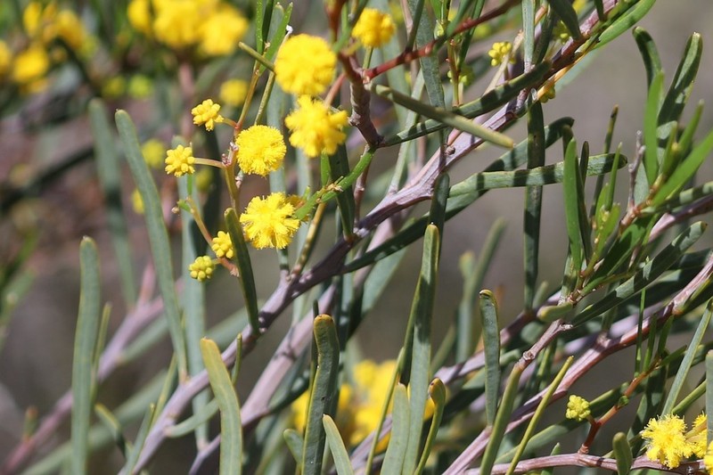 Acacia pachyphylla photo 4