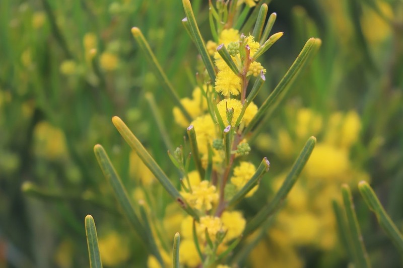 Acacia pachyphylla photo 5