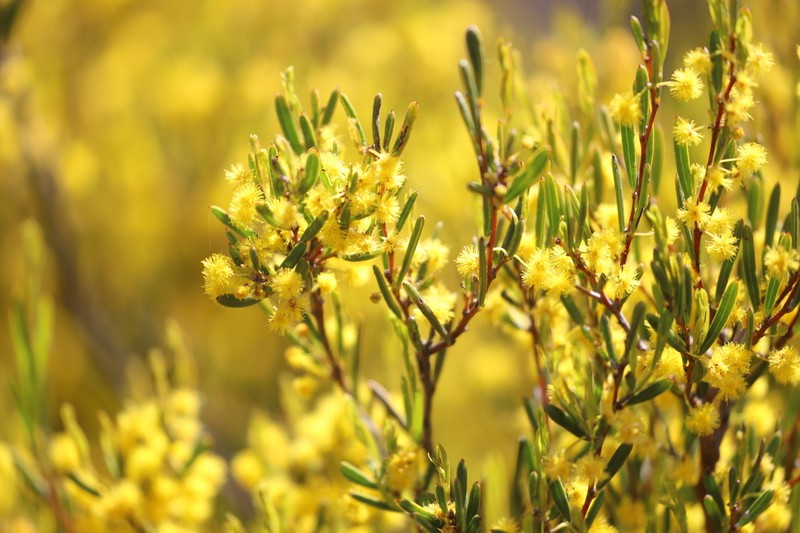 Acacia pachyphylla photo 6