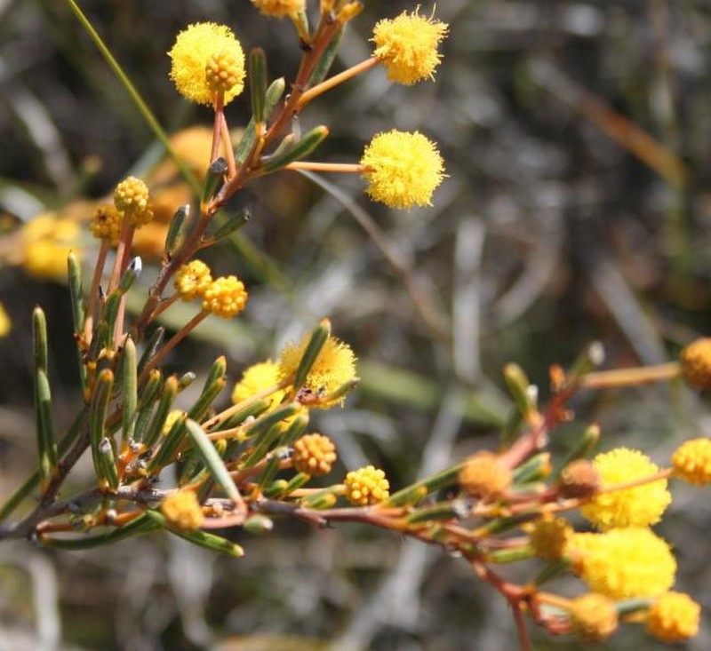 Acacia pachyphylla photo 7
