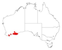 Acacia pachyphylla