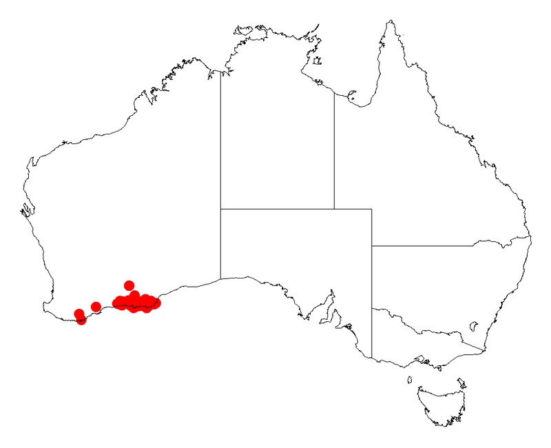 Acacia pachyphylla