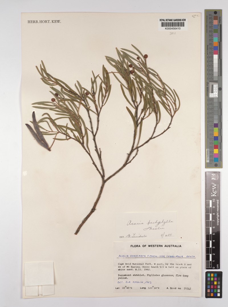 Acacia pachyphylla photo 2