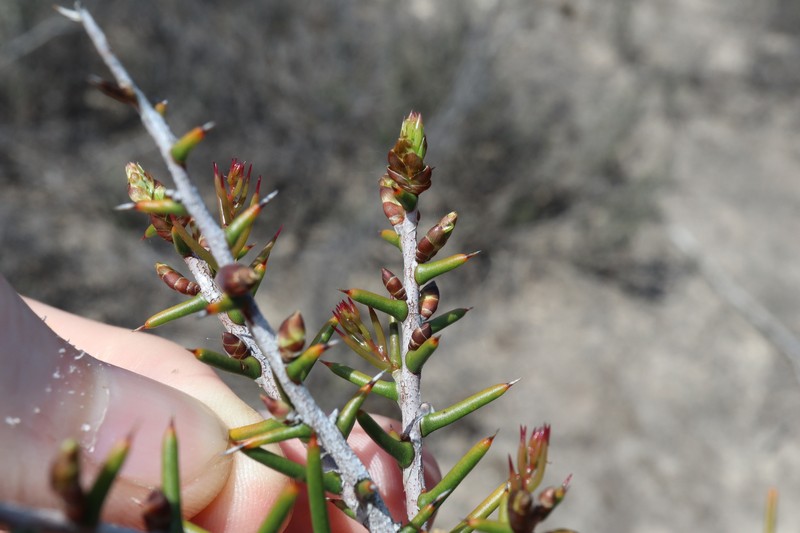 Acacia pachypoda