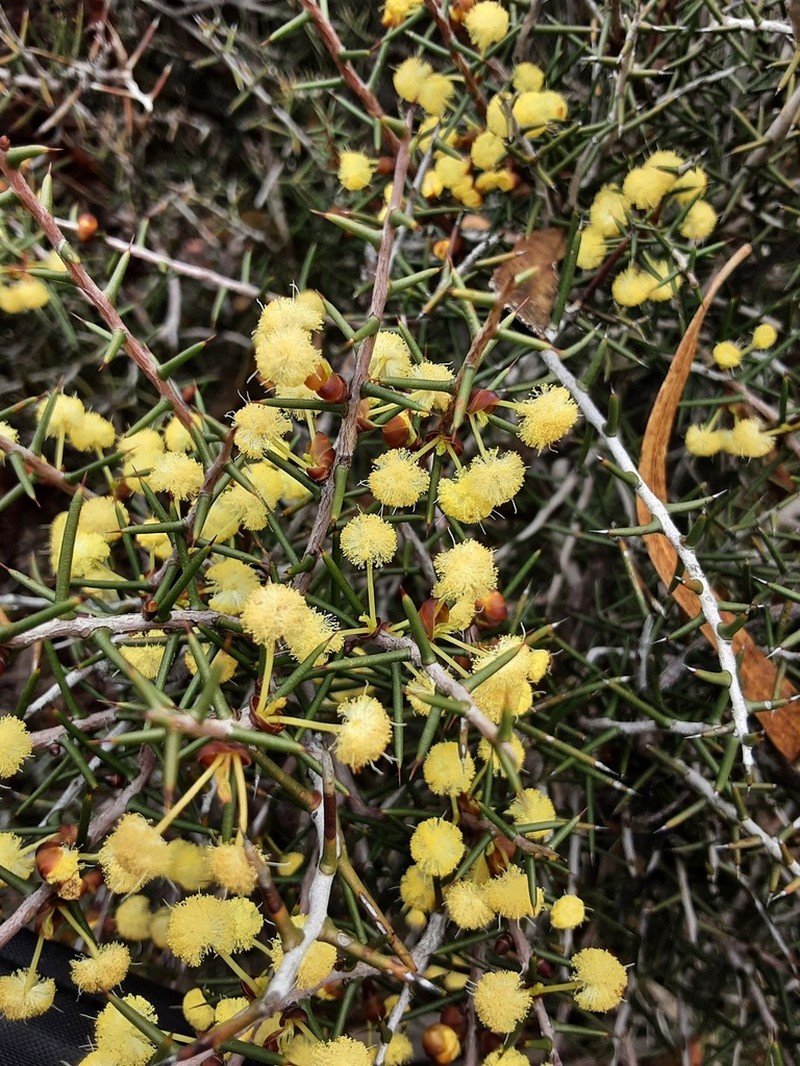 Acacia pachypoda photo 3