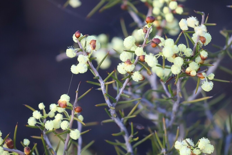 Acacia pachypoda photo 4