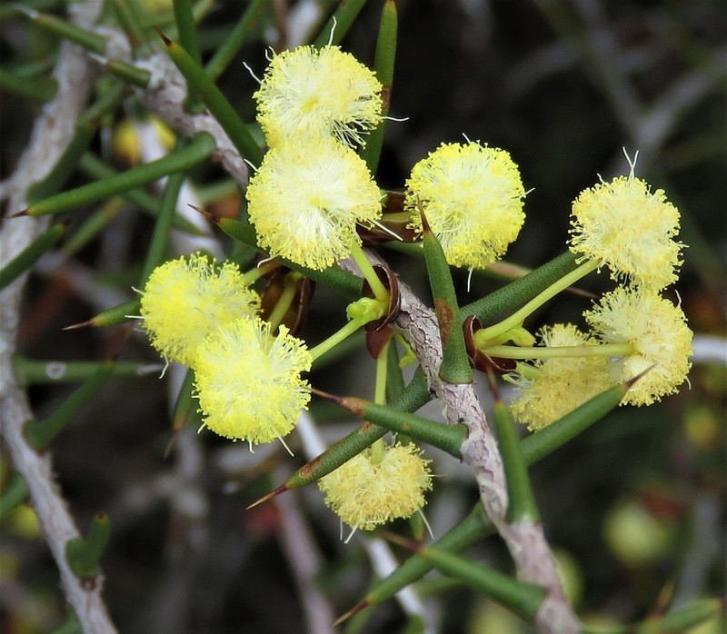 Acacia pachypoda photo 5