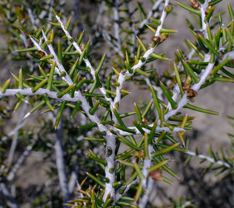 Acacia pachypoda photo 7