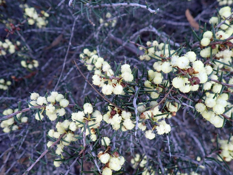 Acacia pachypoda photo 8
