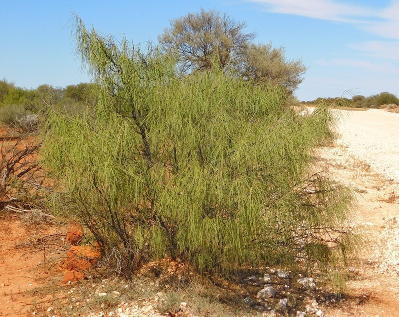 Acacia palustris photo 2