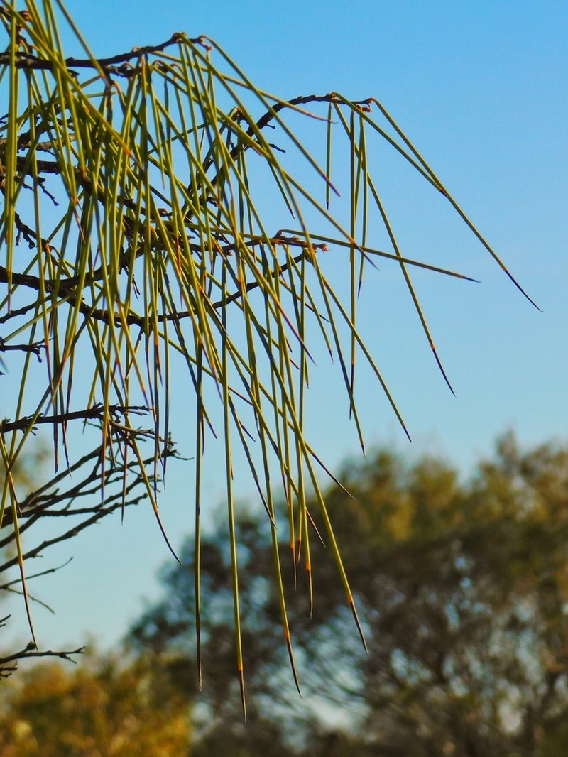 Acacia palustris photo 3