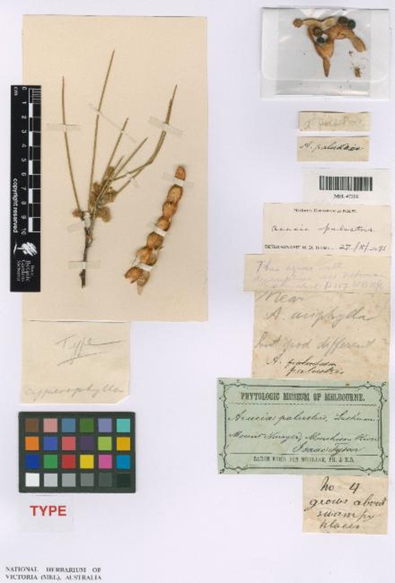 Acacia palustris photo 4