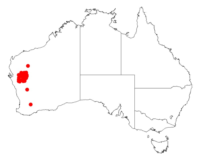 Acacia palustris