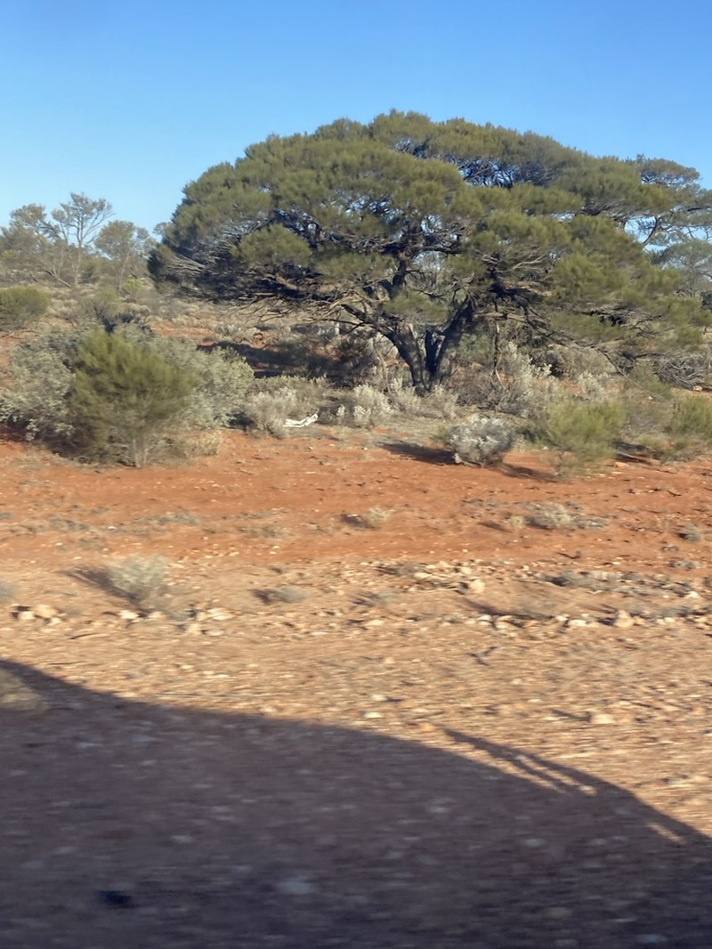 Acacia papyrocarpa