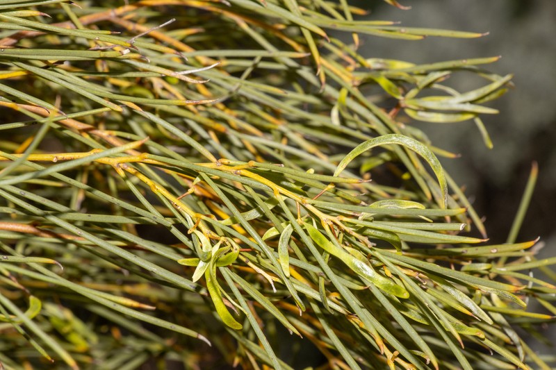 Acacia papyrocarpa photo 2