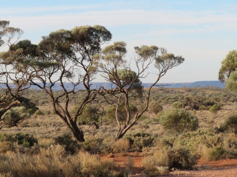 Acacia papyrocarpa photo 3