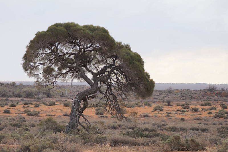 Acacia papyrocarpa photo 4