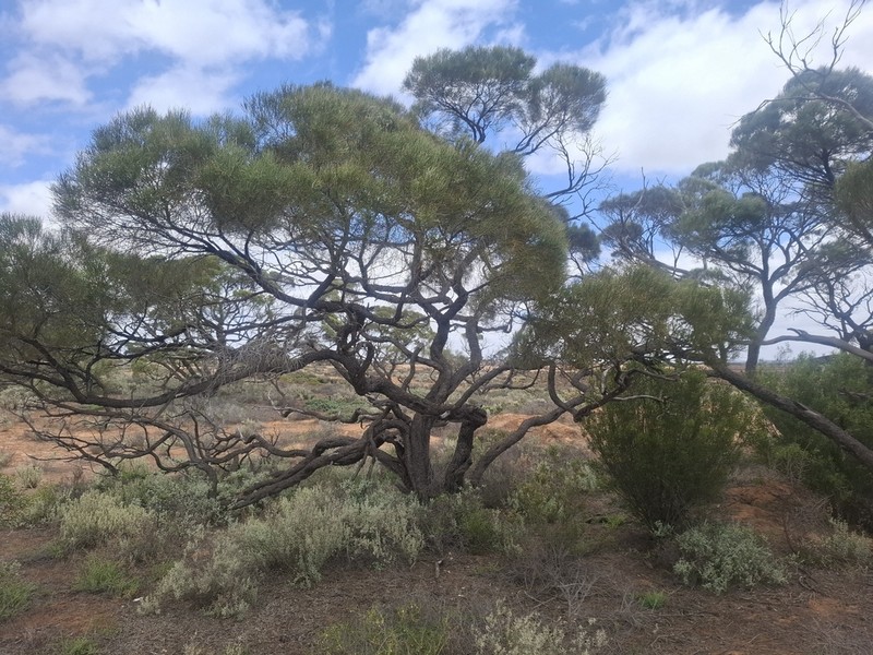 Acacia papyrocarpa photo 5
