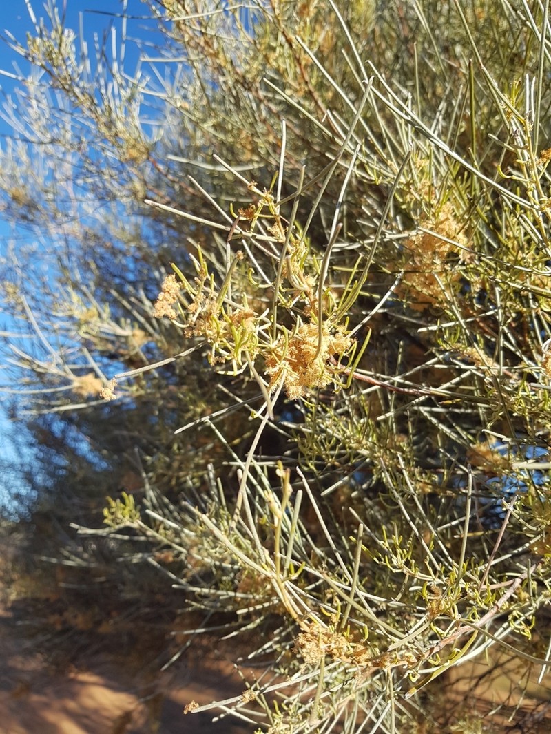 Acacia papyrocarpa photo 6