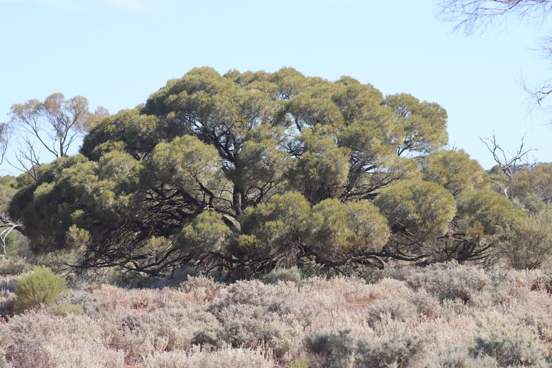 Acacia papyrocarpa photo 7