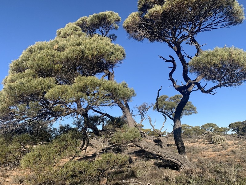 Acacia papyrocarpa photo 8