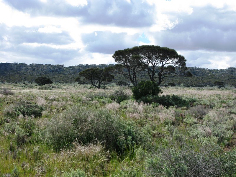 Acacia papyrocarpa