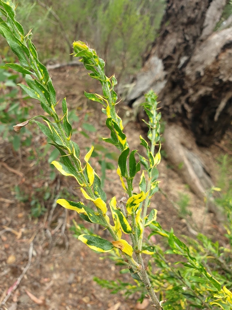 Paradox Acacia photo 3