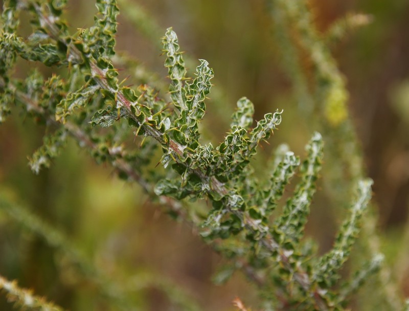 Paradox Acacia photo 4