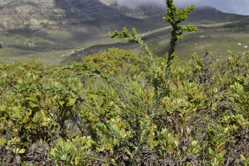 Paradox Acacia photo 5
