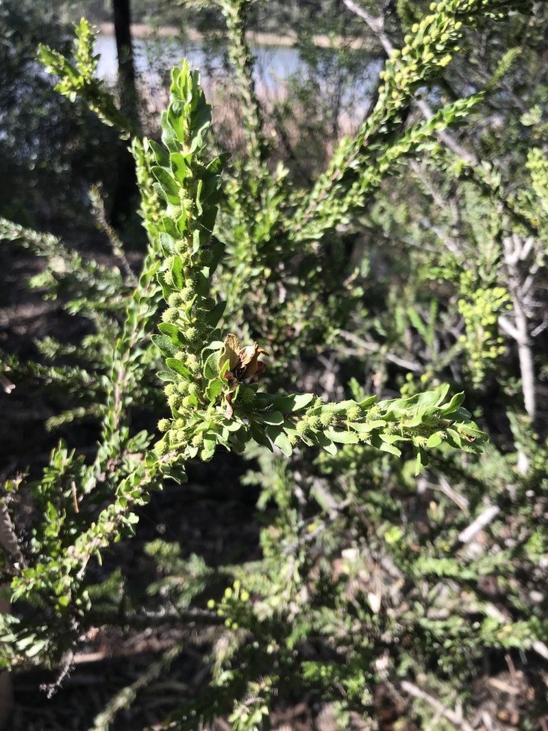 Paradox Acacia photo 6