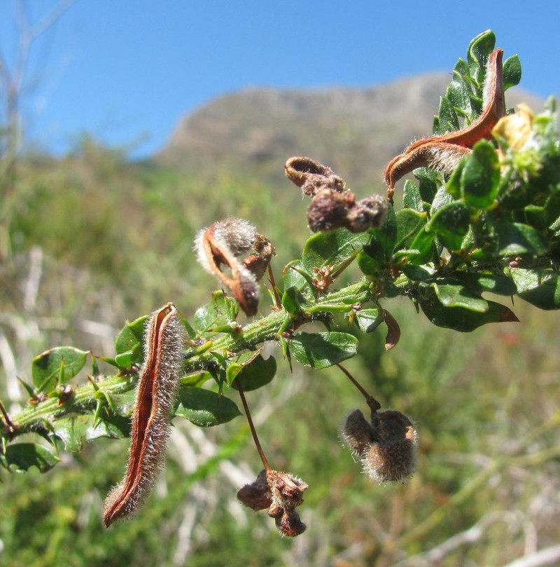 Paradox Acacia photo 7