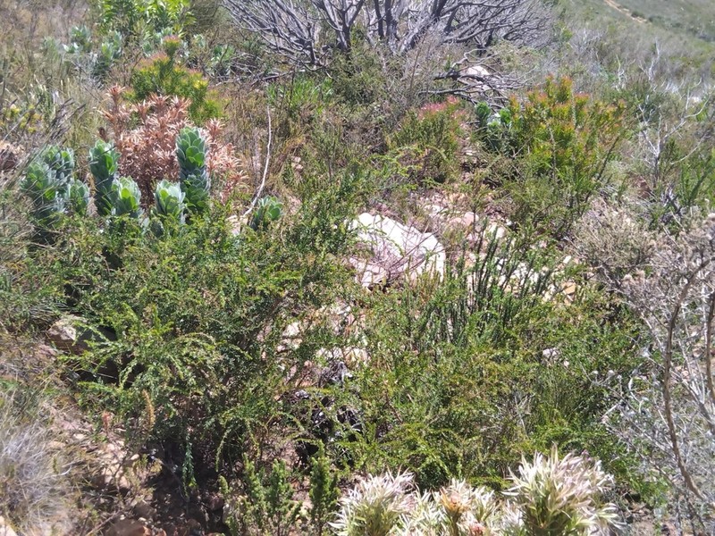 Paradox Acacia photo 8