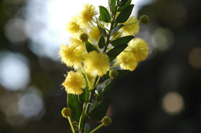 Paradox Acacia photo 2