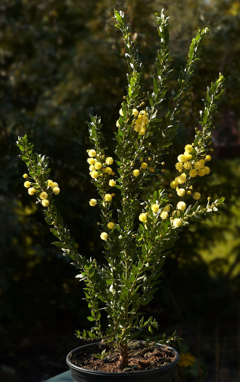 Paradox Acacia photo 3