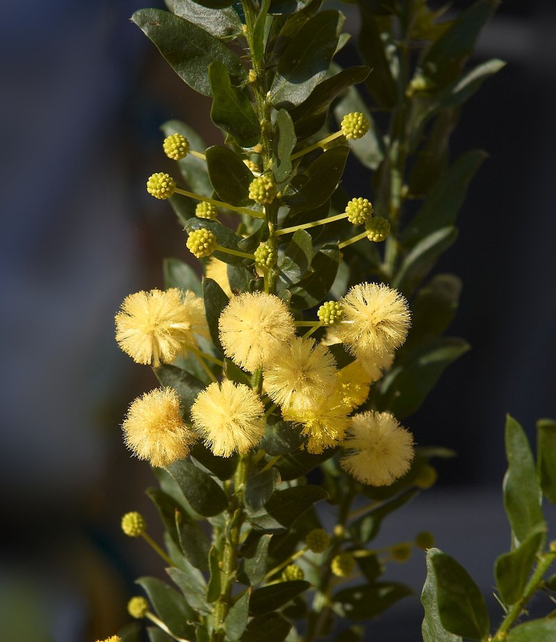 Paradox Acacia
