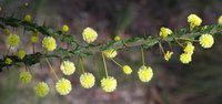 Paradox Acacia