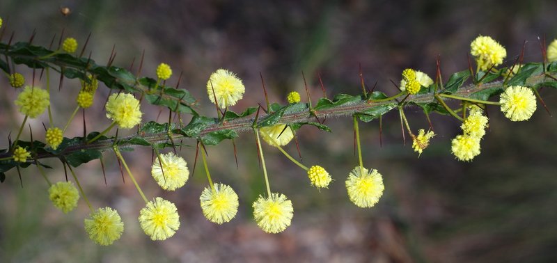 Paradox Acacia photo 4
