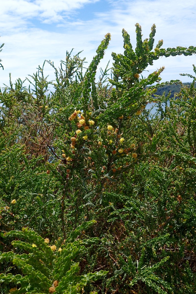 Paradox Acacia photo 5